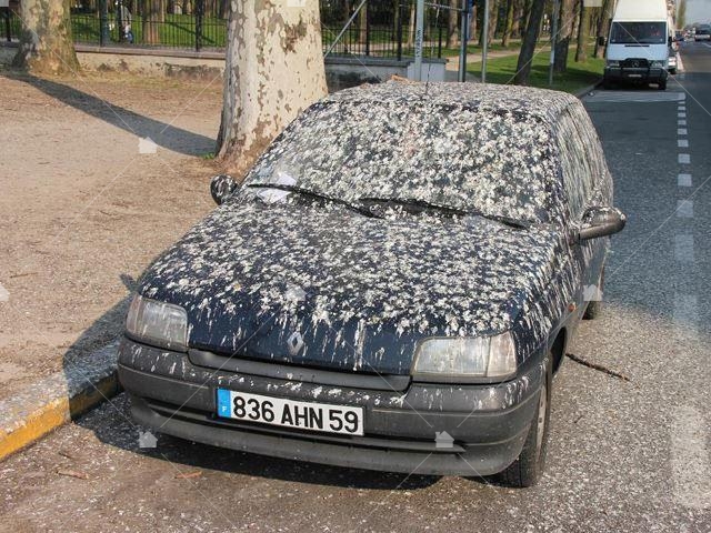 遭鳥糞侵襲的汽車！(本圖引用自https://carbuzz.com/news/best-parking-spots-for-me-to-poop-on)