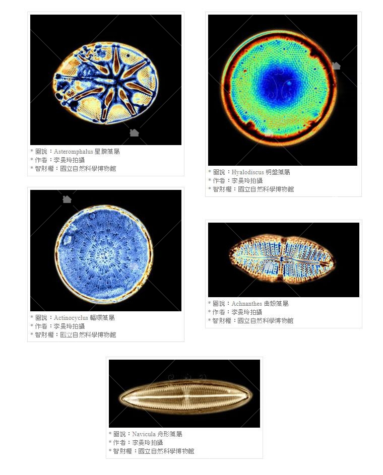 用顯微鏡放大幾千倍的矽藻，本圖引用自國立自然科學博物館 http://www.nmns.edu.tw/