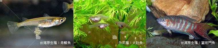 想要以魚制蚊須注意水缸中的「魚種」是否是會吃孑孓的品種，常使用的魚種有：青鱂魚、孔雀魚、蓋斑鬥魚、大肚魚。本圖片引用自以下再製。