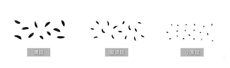 不同鼠種糞便大小也不同，本圖引用自https://www.fehd.gov.hk/sc_chi/pestcontrol/pestnewsletter200603.html再製