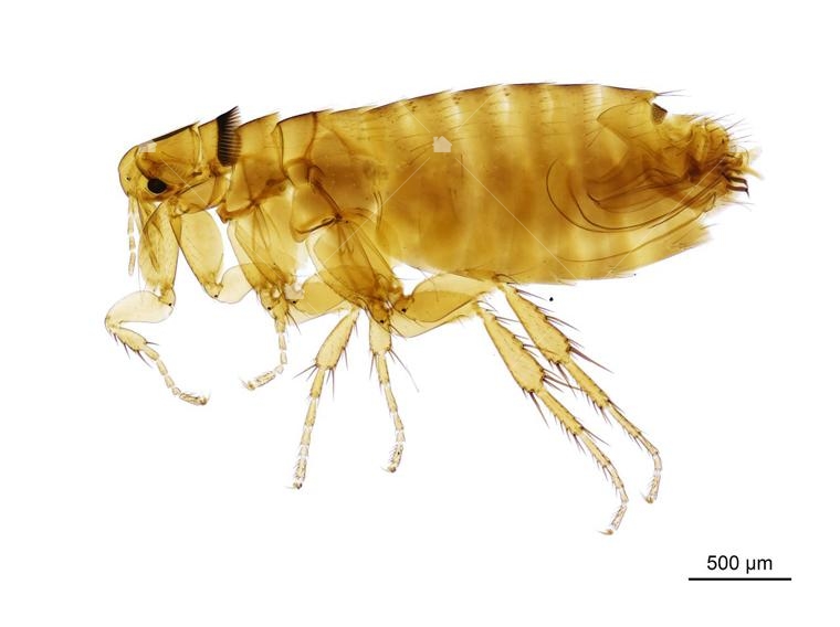 跳蚤有雙強健的長後腿，本圖引用自：  http://data.nhm.ac.uk/object/f08a11fe-dc88-48cc-94fa-75027864d9d2