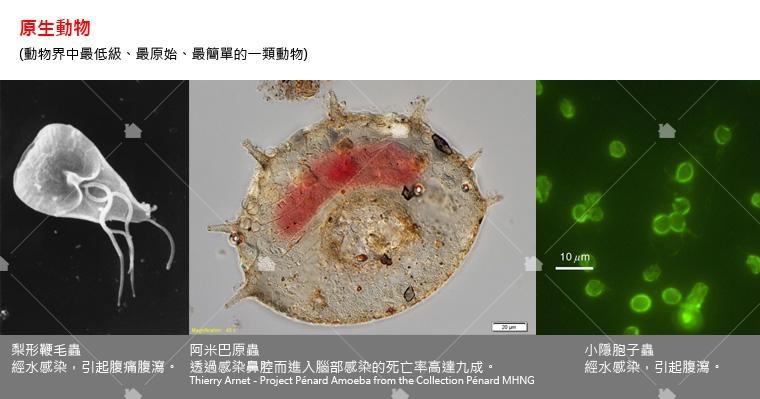 原生動物，本圖引用維基百科圖片再製。