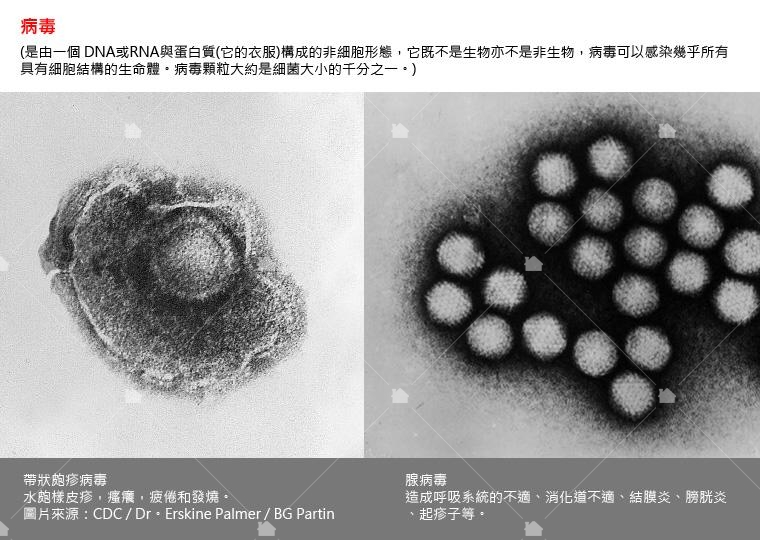 病毒，本圖引用維基百科圖片再製。